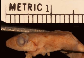 Media type: image;   Herpetology A-24918